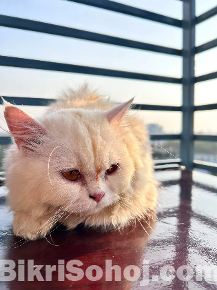 Persian Female Cat